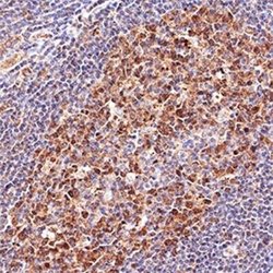 LMO2 Antibody (1A9-3B11) - Azide and BSA Free, Novus Biologicals 0.1 mL;